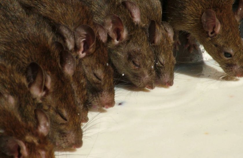Кормление крыс молоком