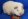 Морская свинка альбинос породы Тедди
