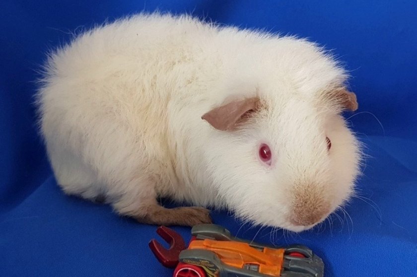 Морская свинка альбинос породы Тедди Морская свинка альбинос породы Тедди