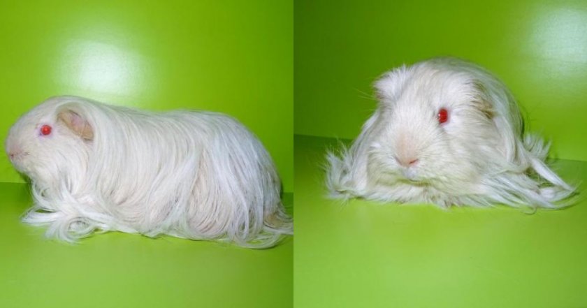 Морская свинка Шелти Морская свинка Шелти