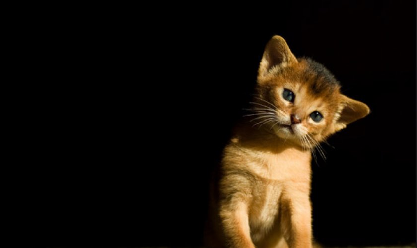 абиссинская кошка