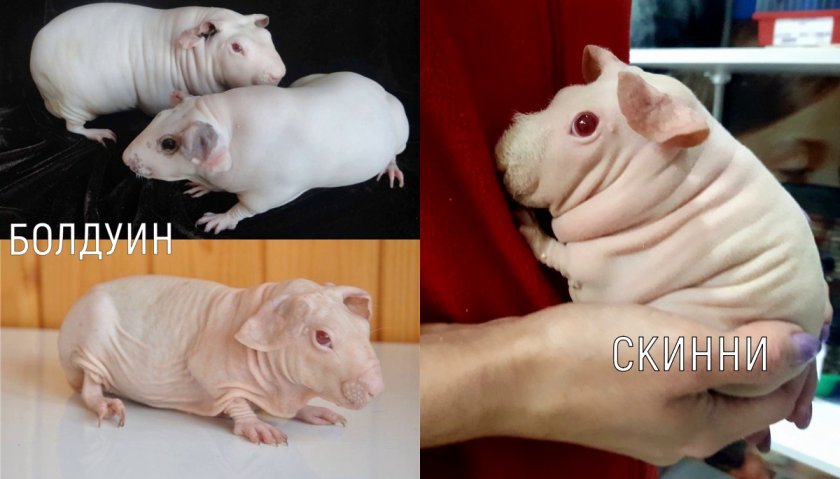 Морские свинки альбиносы Морские свинки альбиносы