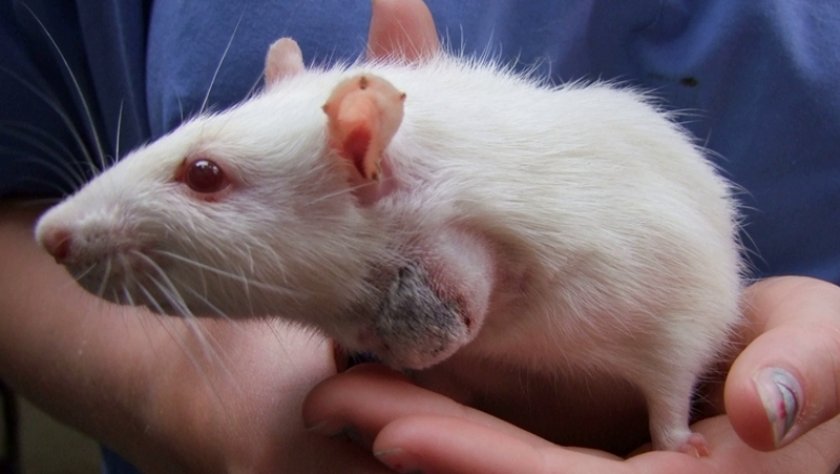 Абсцесс у крысы Абсцесс у крысы