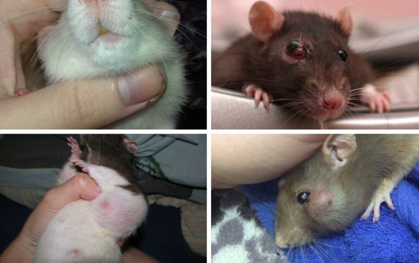 Абсцесс у крыс Абсцесс у крыс