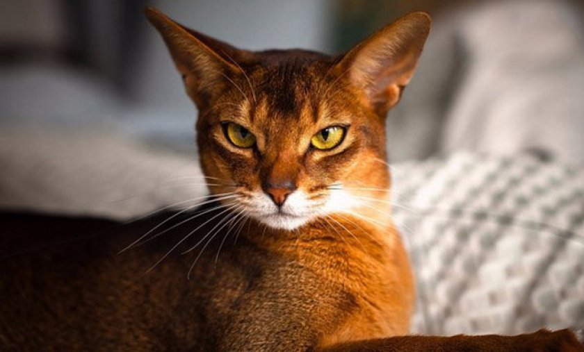 абиссинская кошка