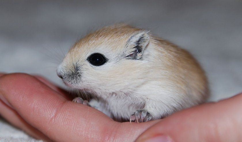 Монгольская песчанка Монгольская песчанка