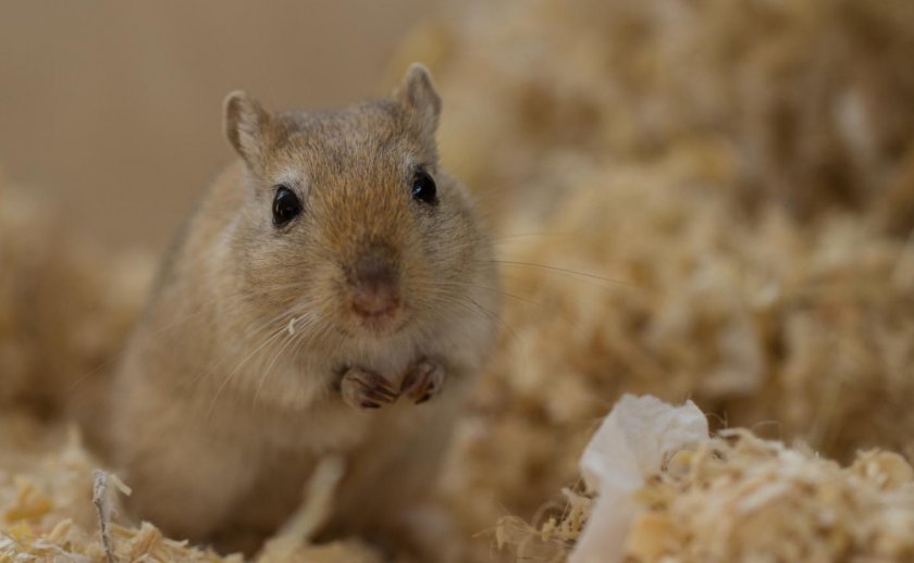 Монгольская песчанка