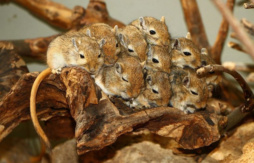 Короткоухая песчанка Короткоухая песчанка