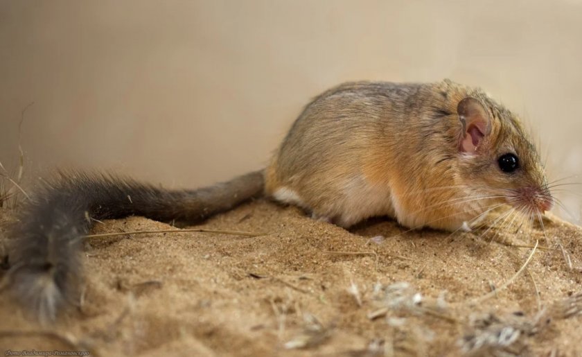 Пушистохвостая песчанка Пушистохвостая песчанка