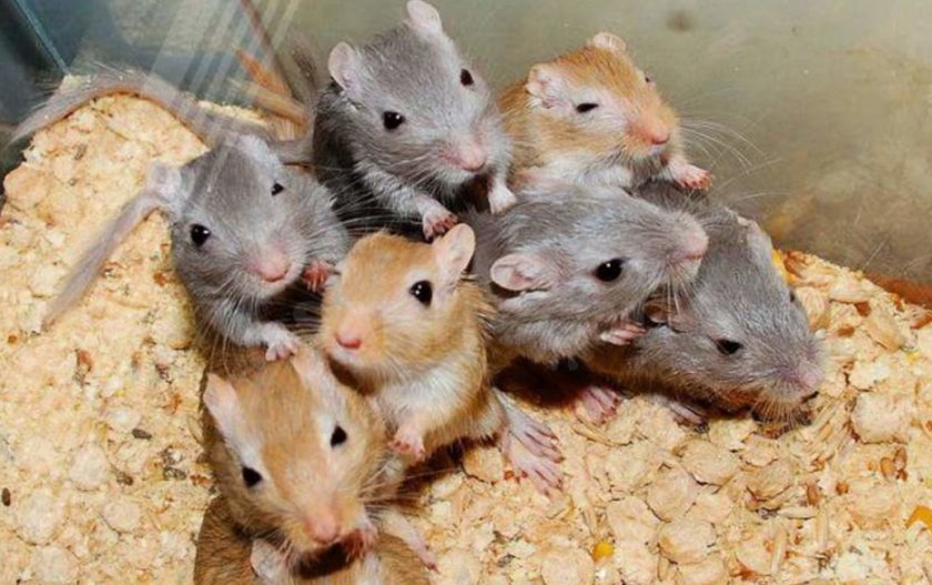 Выбор мышки при покупке Выбор мышки при покупке