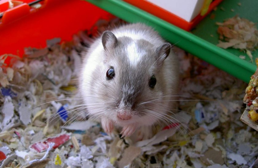 Песчанка в домашних условиях Песчанка в домашних условиях