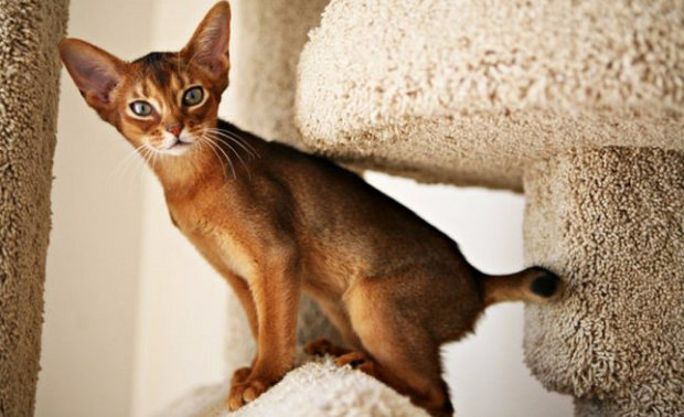 абиссинская кошка абиссинская кошка