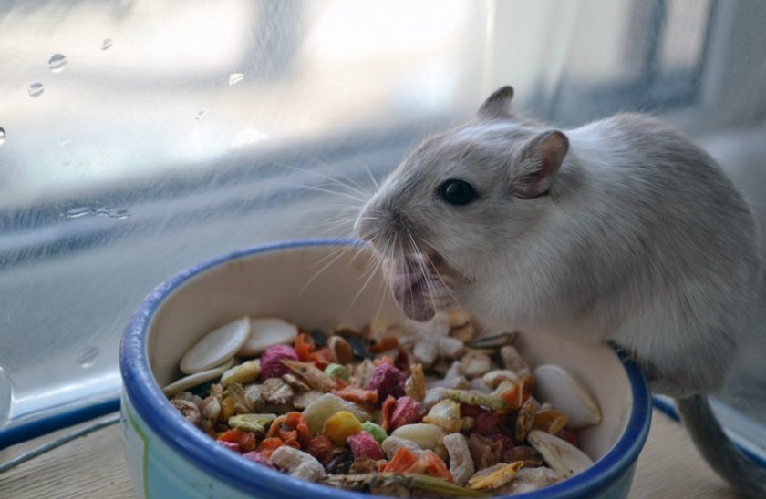 Питание песчанки