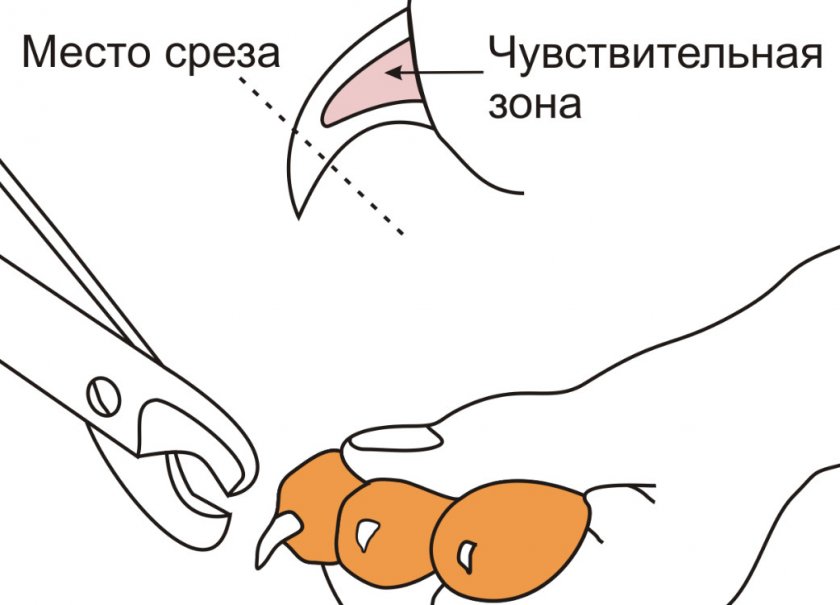 Схема обрезки когтей Схема обрезки когтей