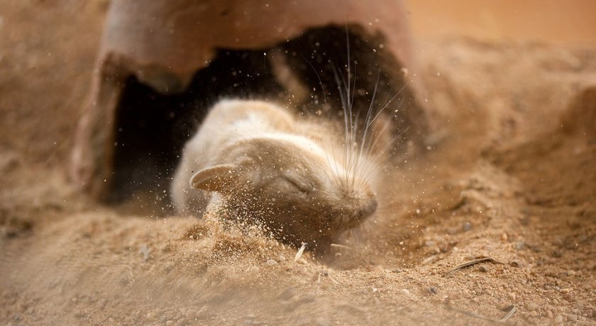 Купание песчанки в песке Купание песчанки в песке