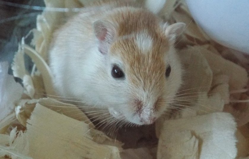 Беременная песчанка