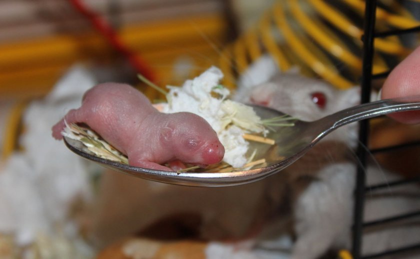 Новорождённый мышонок Новорождённый мышонок