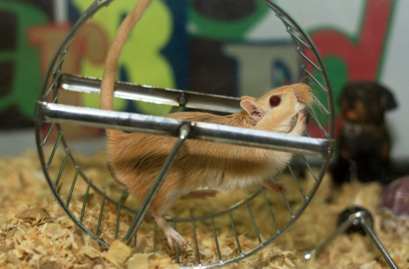 Колесо для песчанки Колесо для песчанки