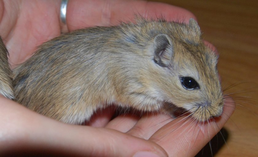 Заболевшая песчанка Заболевшая песчанка