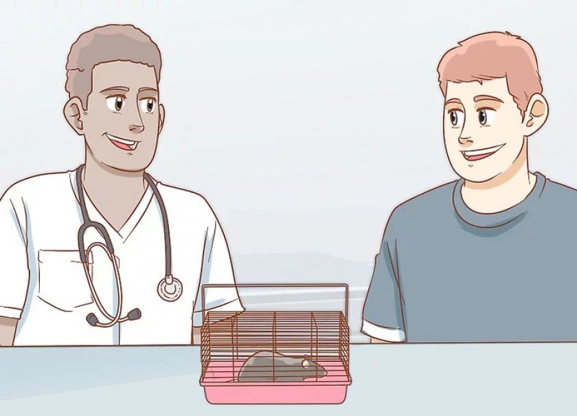 Уход за крысой