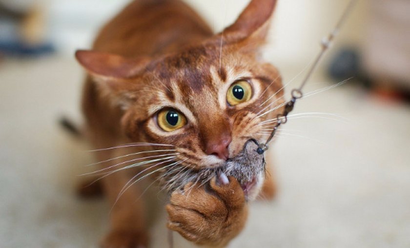 абиссинская кошка