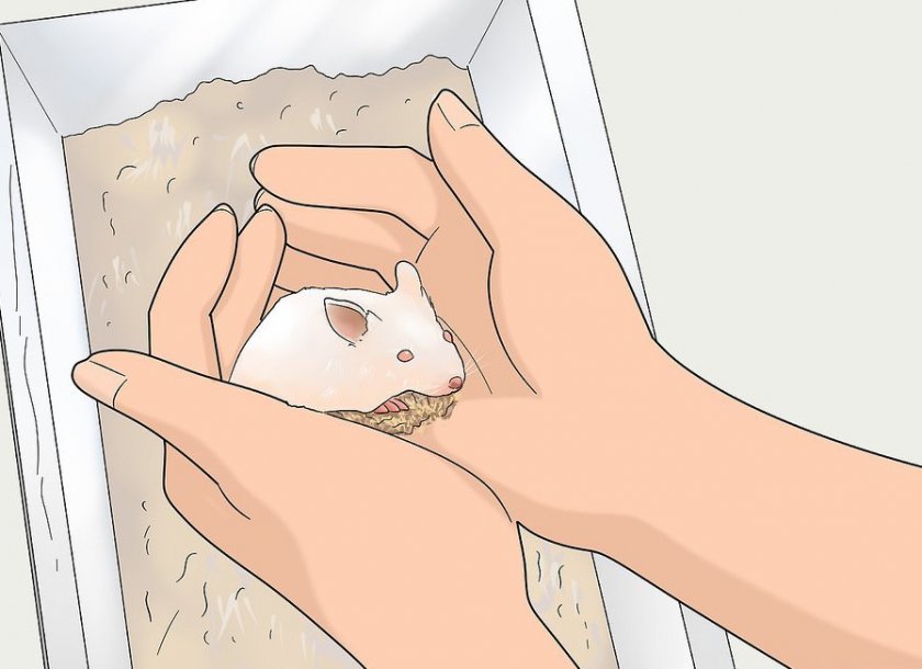 Определение пола у мыши по поведению