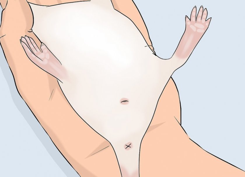 Определение пола у взрослой мыши