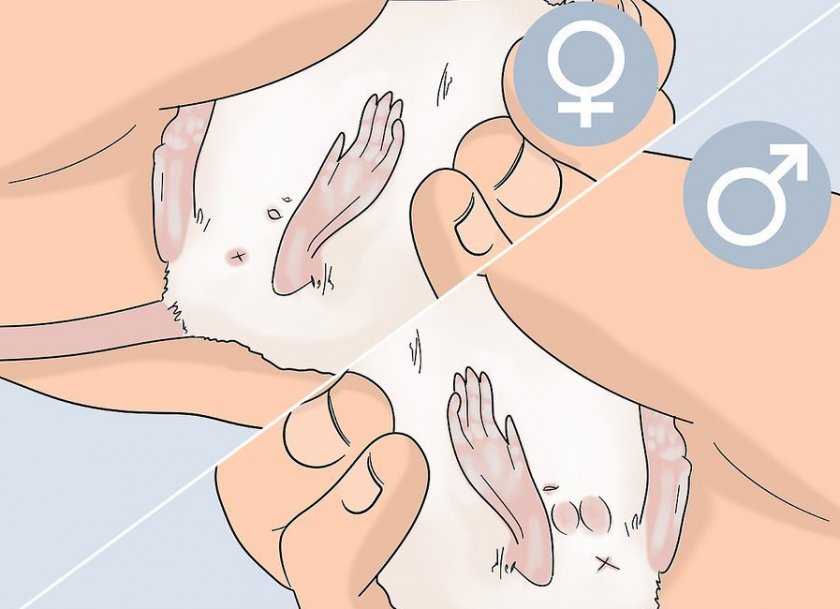 Определение пола по внешнему виду