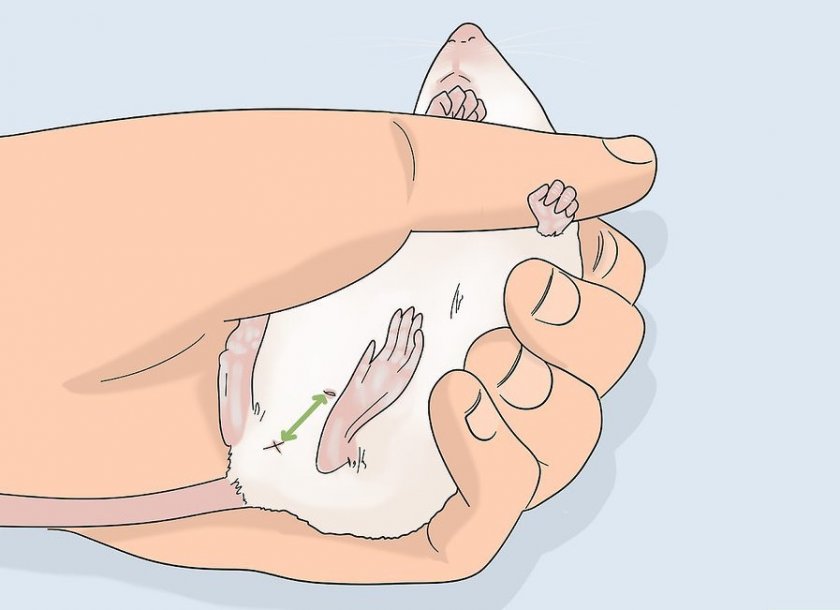 Осмотр гениталий