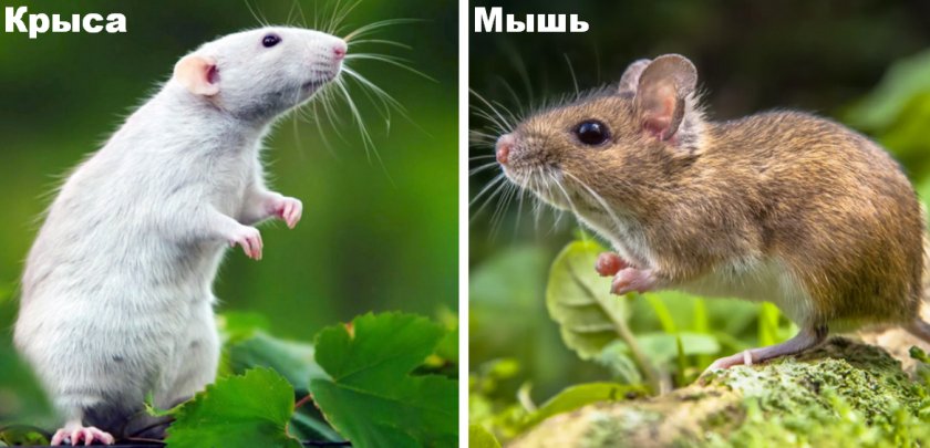 Как отличить мышь. Мышь и крыса. Крыса и мышь отличия. Отличие мыши от крысы. Различие мыши и крысы.
