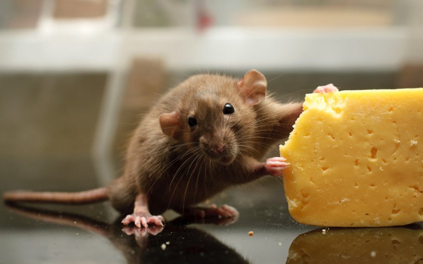 Мышь с сыром