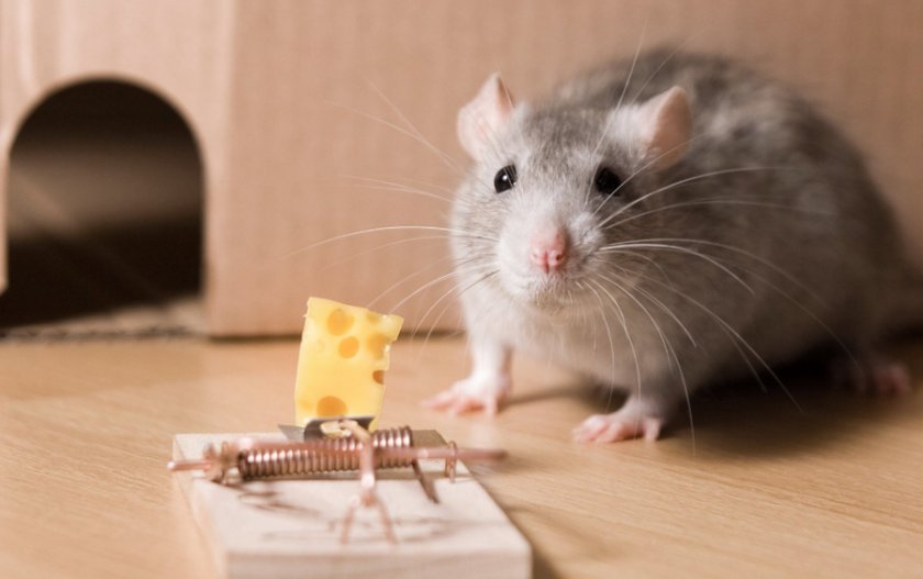 Мышь и сыр