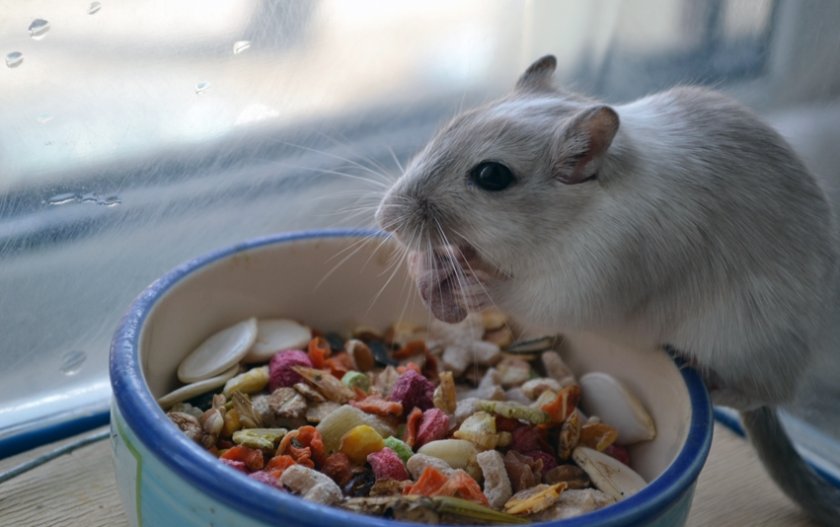 Еда для мышки