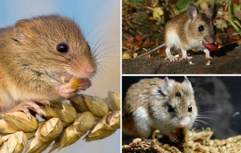 Питание мышей Питание мышей