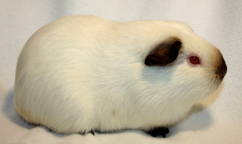Гималайская морская свинка Гималайская морская свинка