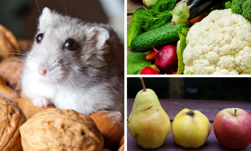 Питание для мыши в домашних условиях Питание для мыши в домашних условиях