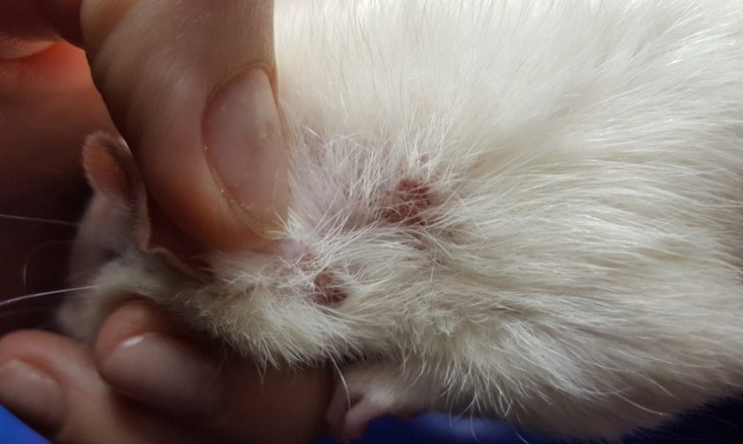 Расчес у крысы