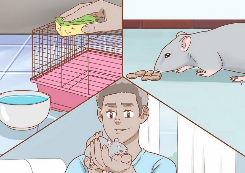 Причины аллергии у грызуна