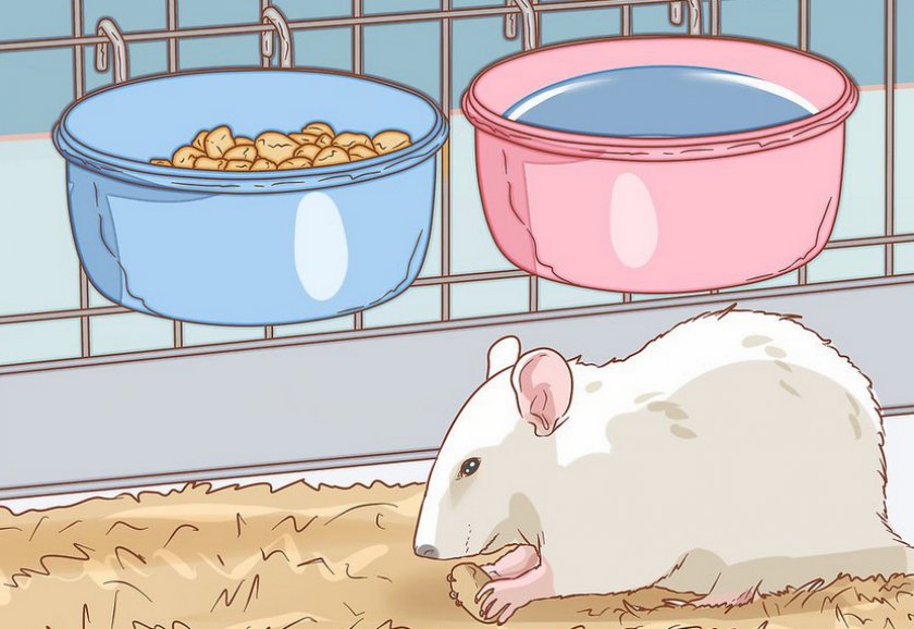 Питание крысы