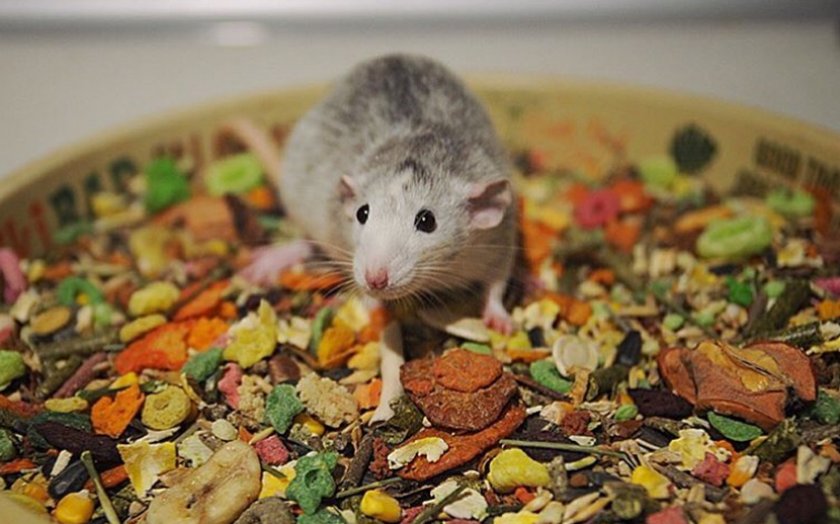 Корм для крысы Корм для крысы