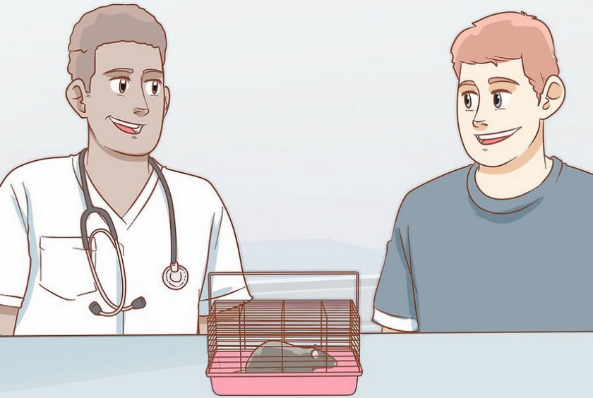 Крыса у ветеринара