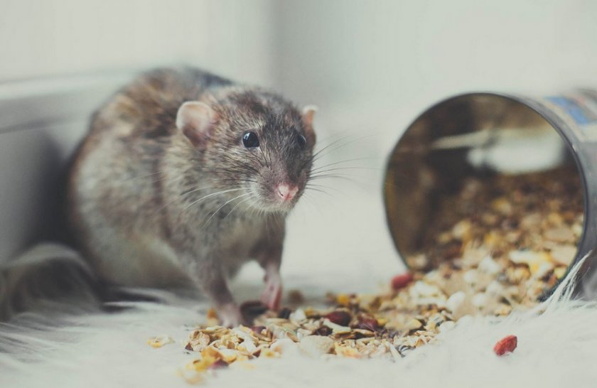 Еда для крысы Еда для крысы