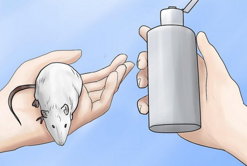 Обработка ран у крысы