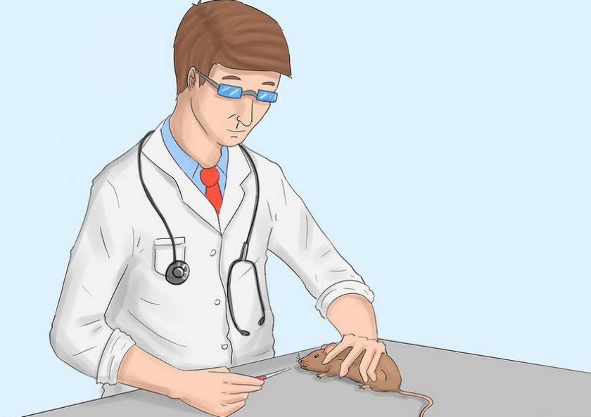 Лечение крысы