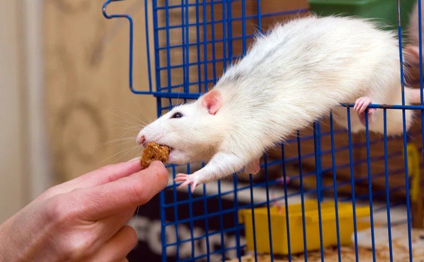 Еда для крысы Еда для крысы