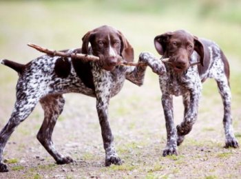 Верный друг и охотник: уход за курцхааром в домашних условиях