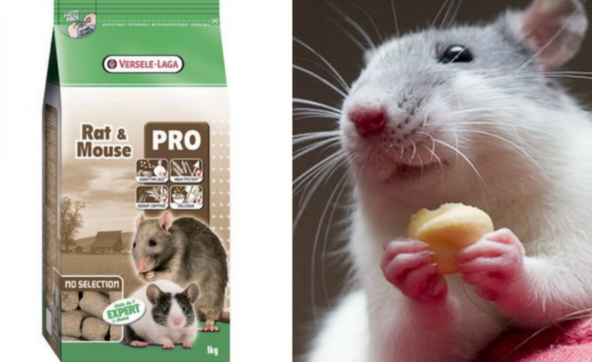 Rat & Mouse Pro Rat & Mouse Pro