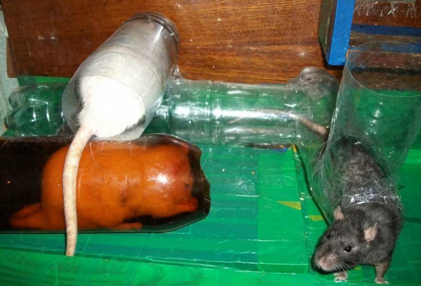 Домик из бутылок для грызунов