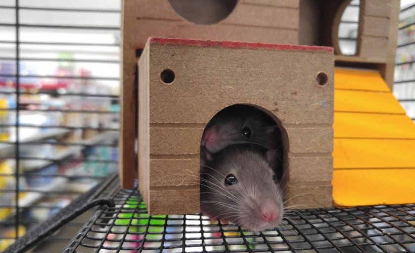 Обустройство клетки для крысы