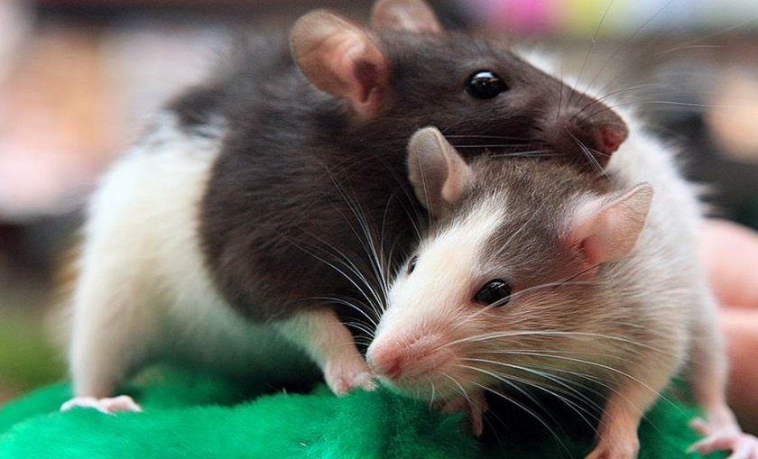 Крысы